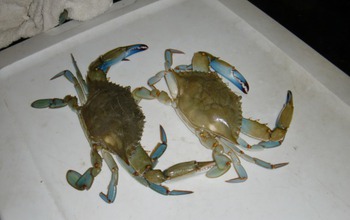 Two mature male blue crabs with the distinctive color of their claws and walking legs.